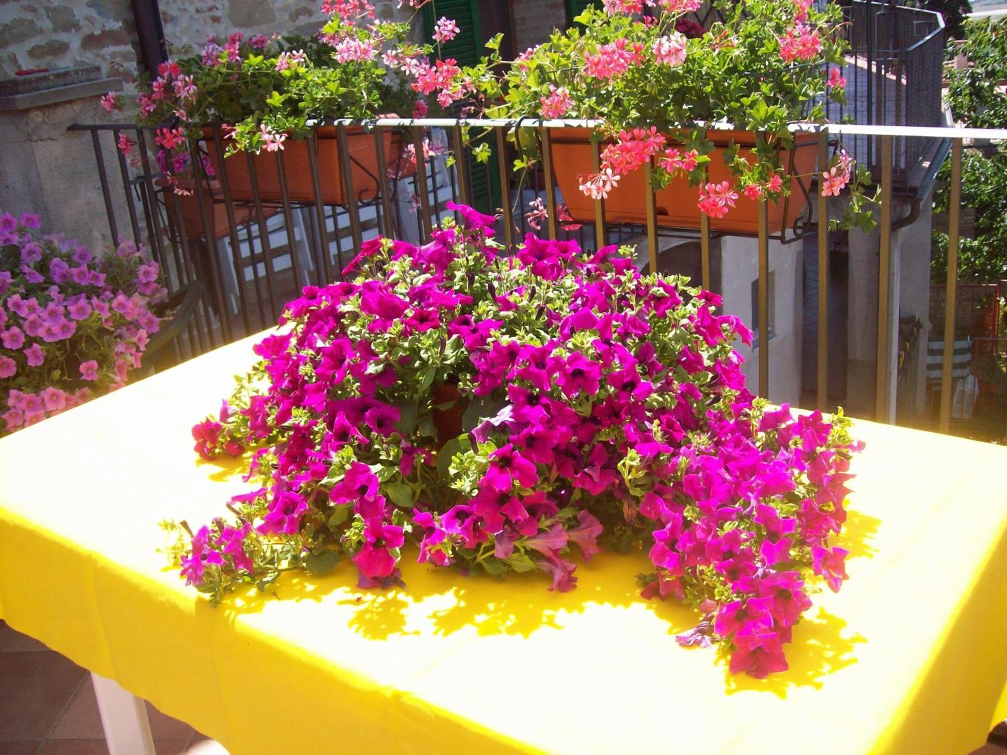La Terrazza Fio...Rita Acomodação com café da manhã Ripa Exterior foto